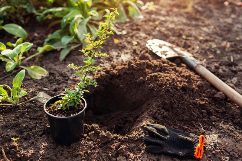 Plant Transplanting detail