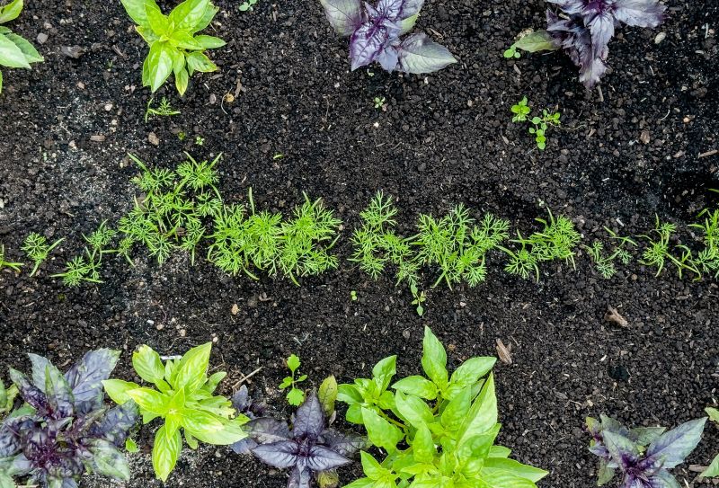 Plant Transplanting detail